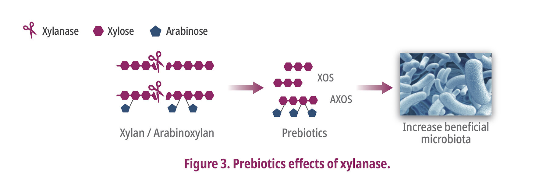 Prebiotics effects of xylanese